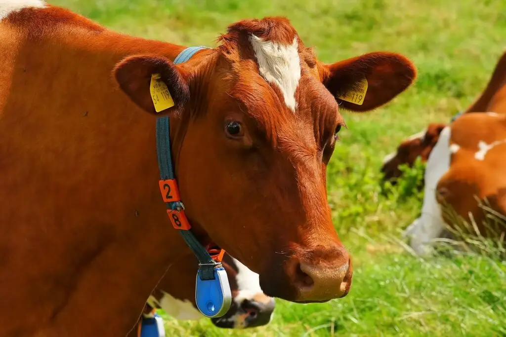 Vache issue d’un élevage local sélectionné par la Boucherie Vigne & Fils à Montélimar