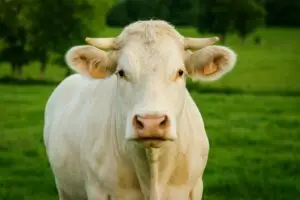 Vache issue d’un élevage local sélectionné par la Boucherie Vigne & Fils à Montélimar